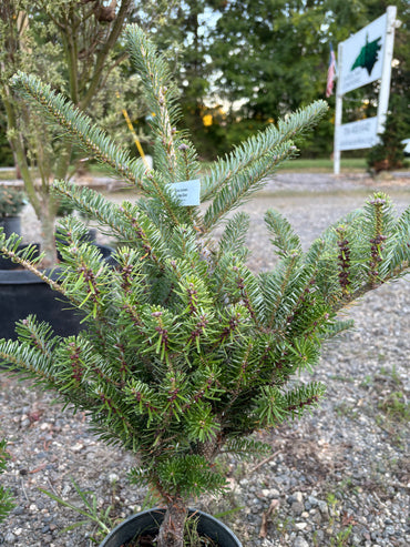 Abies Koreana ‘Golden Glow’