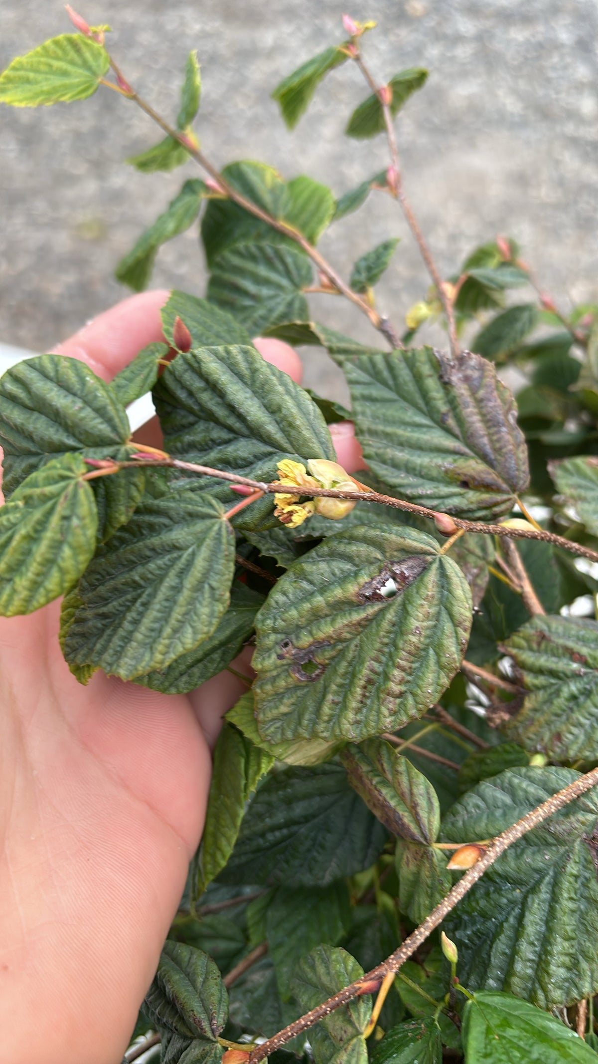 Buttercup Winter Hazel