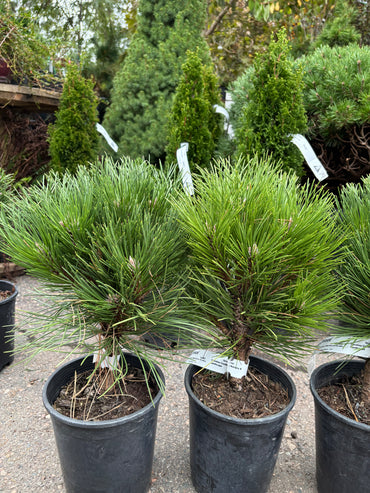 Pinus nigra ‘Black Prince’