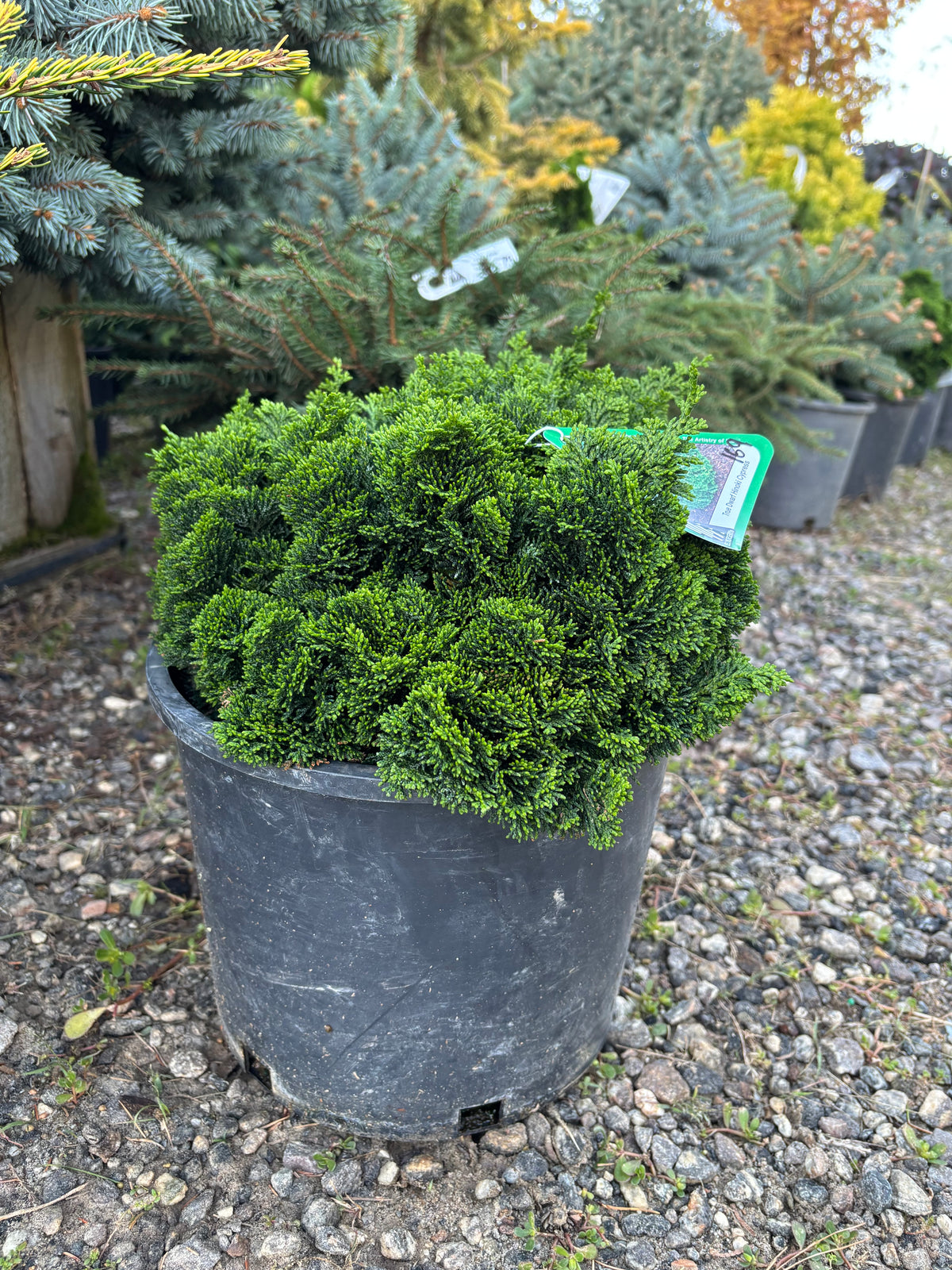 Chamaecyparis obtusa ‘Nana’