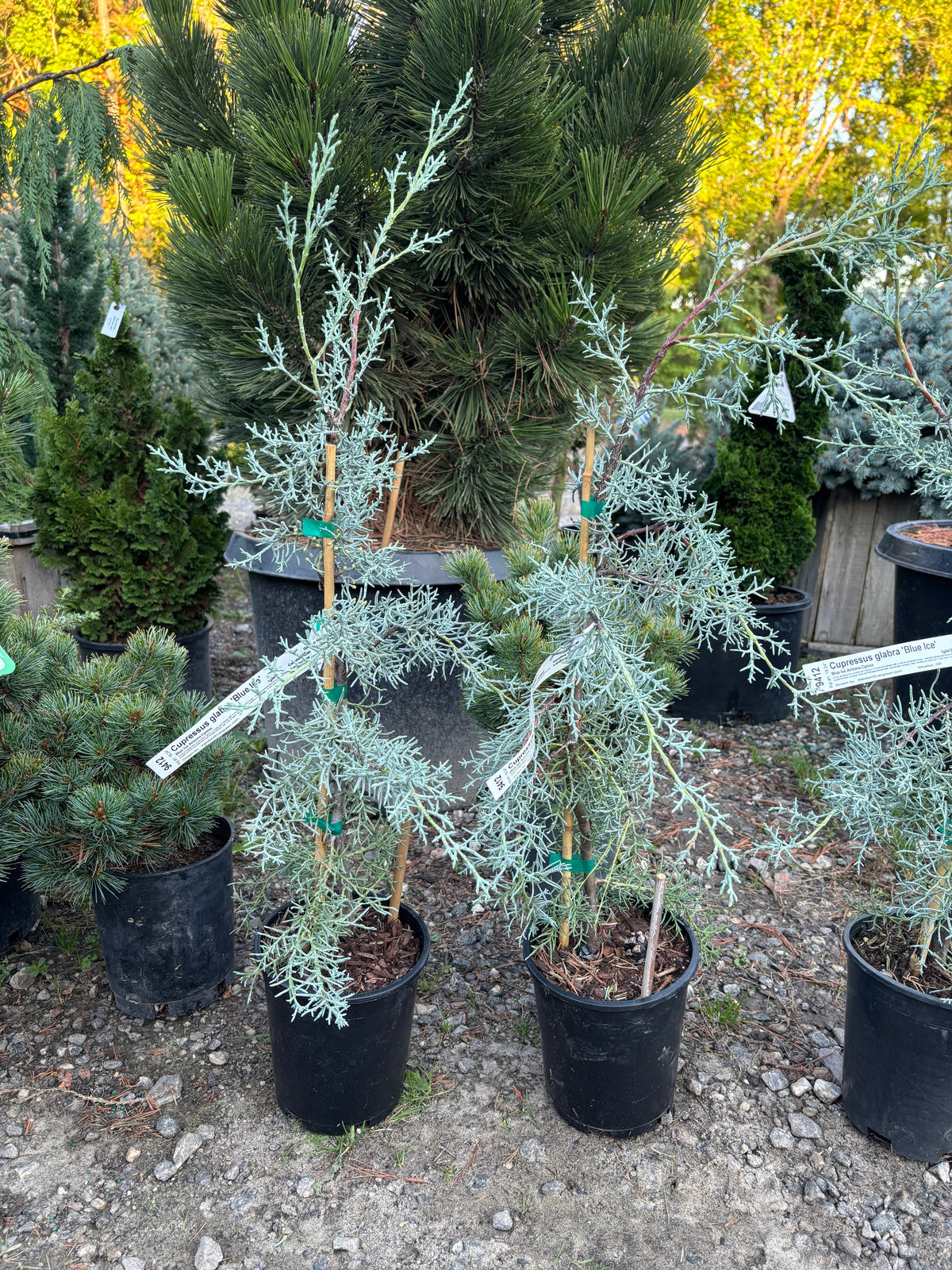 Blue Ice Arizona Cypress