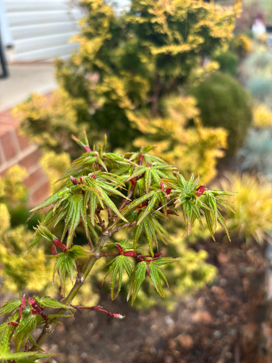 Acer palmatum 'Mikawa Kaen'
