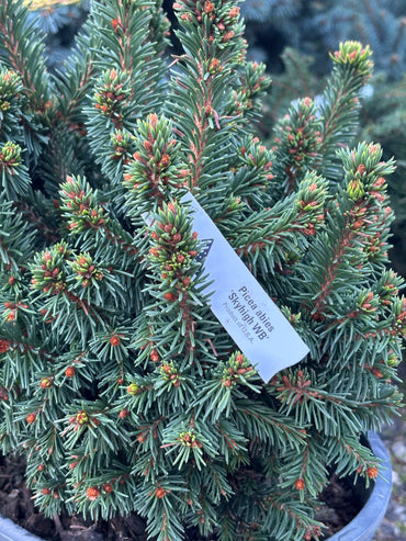 Picea abies ‘Skyhigh WB’