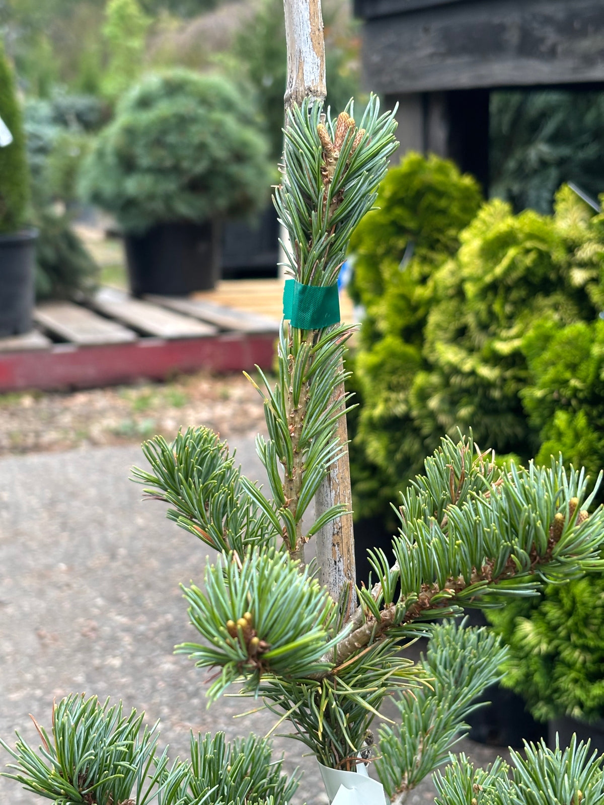Pinus parviflora ‘Adcock’s Dwarf’ on mugo understock
