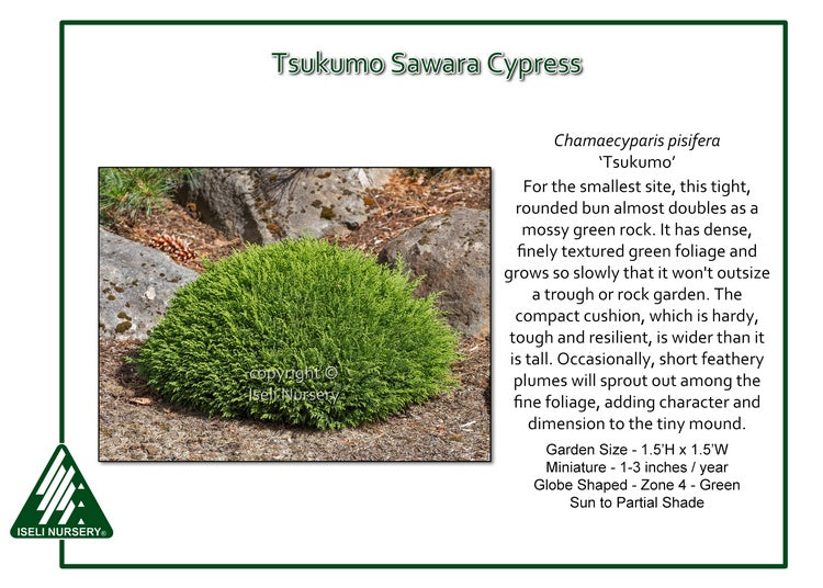 Chamaecyparis pisifera ‘Tsukumo’