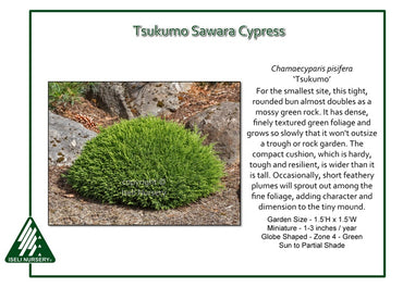 Chamaecyparis pisifera ‘Tsukumo’