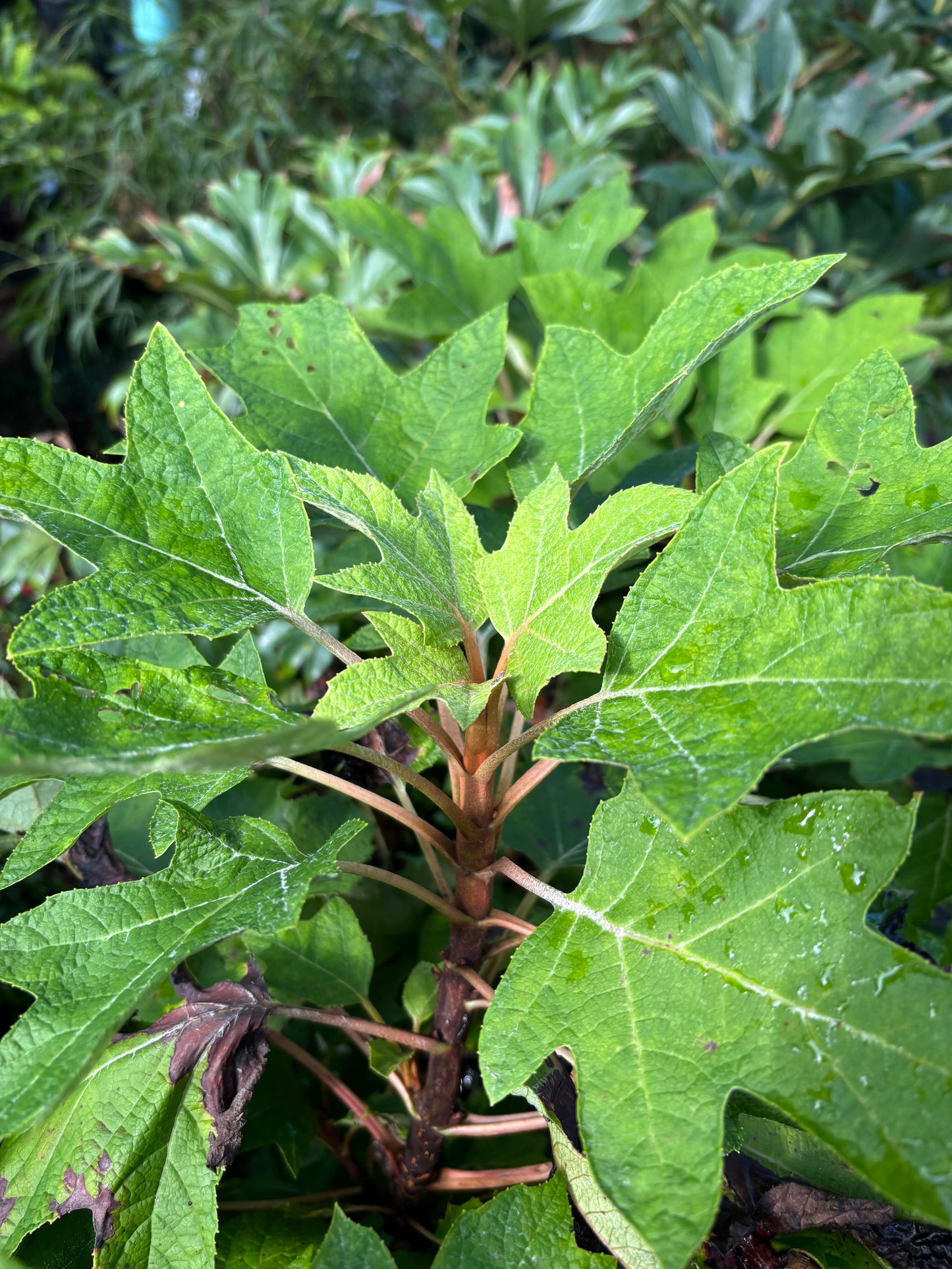 Munchkin Oakleaf Hydrangea
