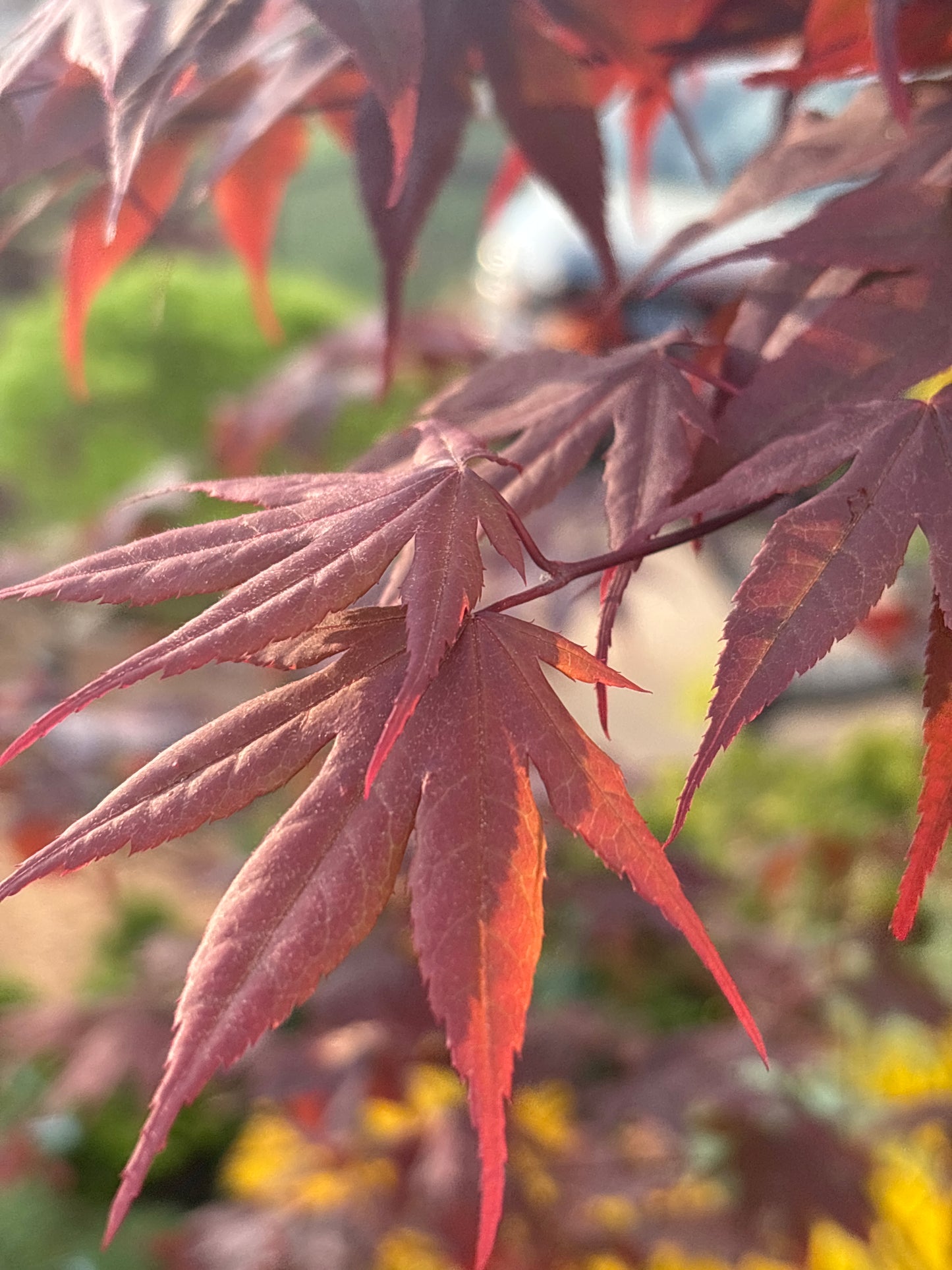 Acer palmatum 'Bloodgood'