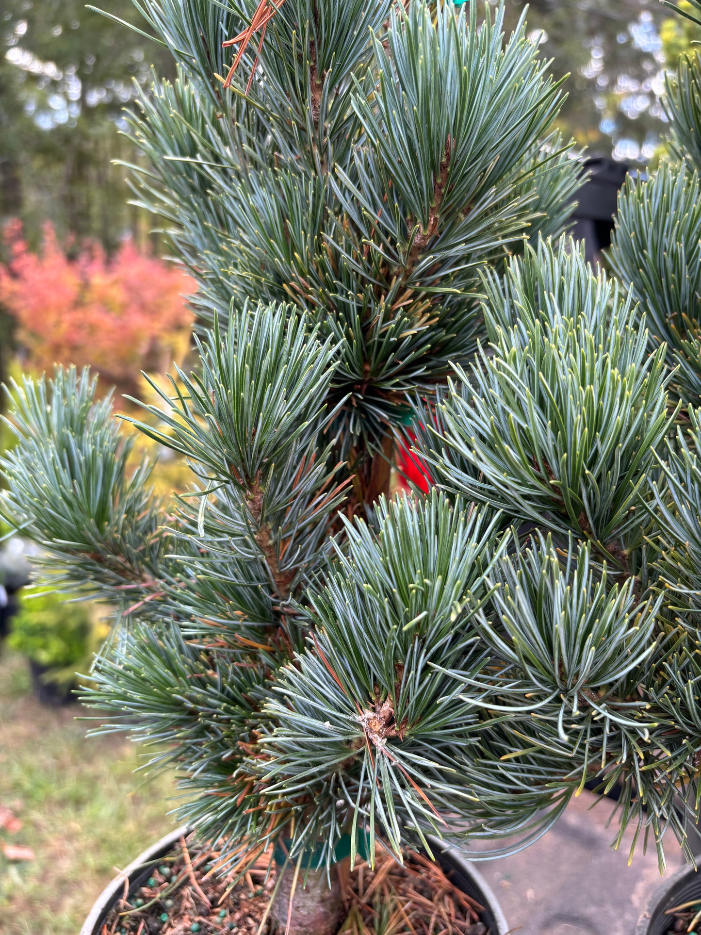 Pinus parviflora ‘Aoi’