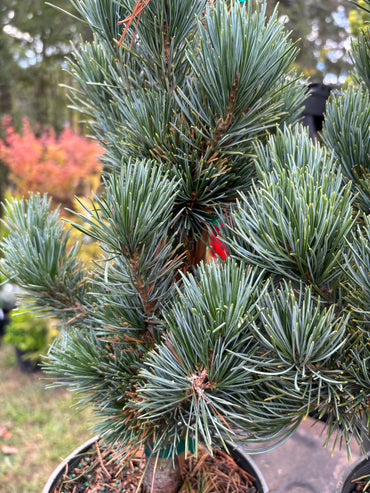 Pinus parviflora ‘Aoi’