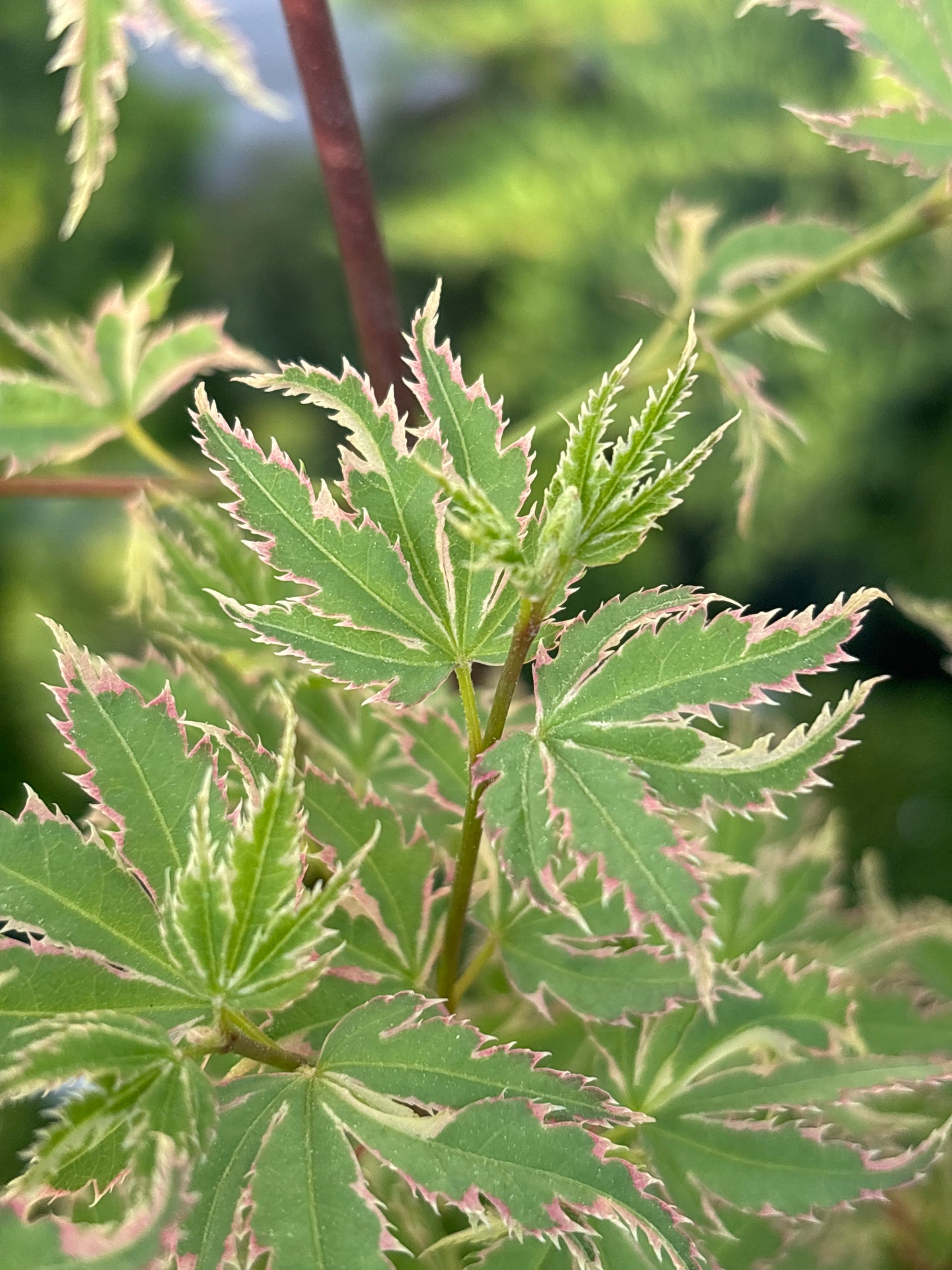 Acer palmatum 'Butterfly'