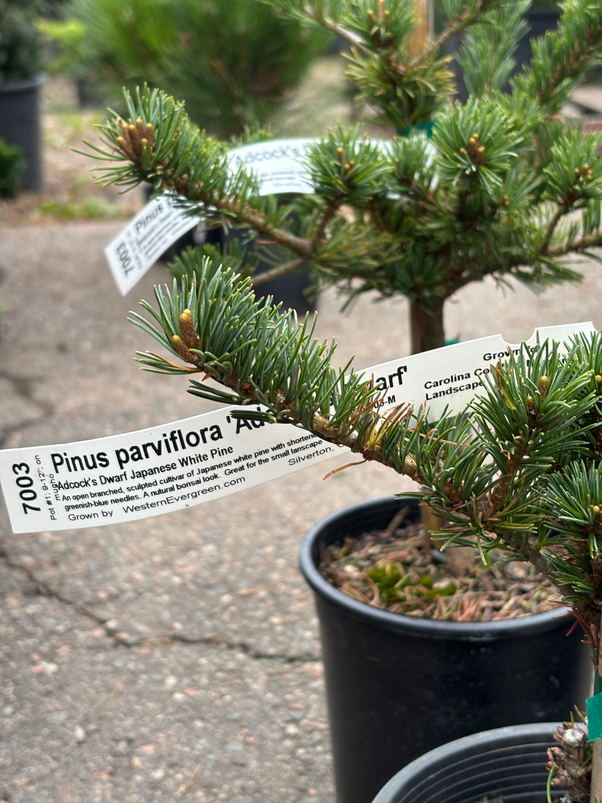 Pinus parviflora ‘Adcock’s Dwarf’ on mugo understock