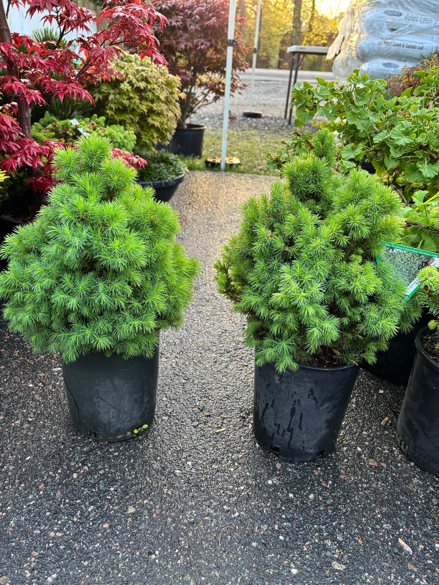 Picea glauca ‘Humpty Dumpty’ Dwarf Alberta Spruce