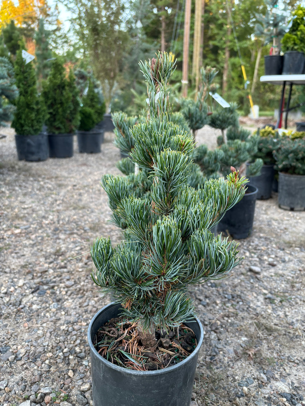 Pinus parviflora ‘Miyajima’