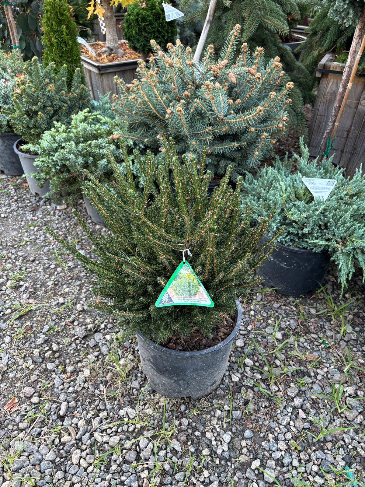 Tidy Timm Oriental Spruce