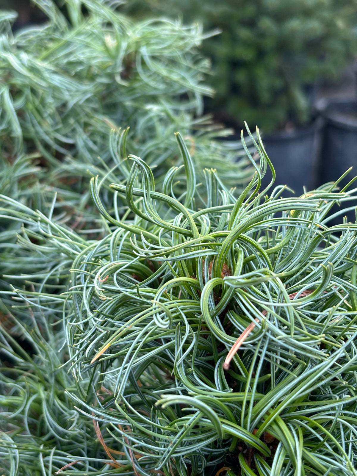 Pinus strobus ‘Green Twist’