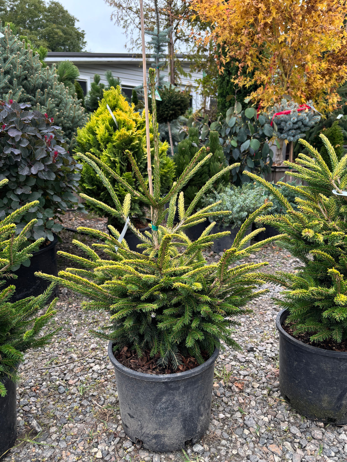 Picea orientalis ‘Firefly’