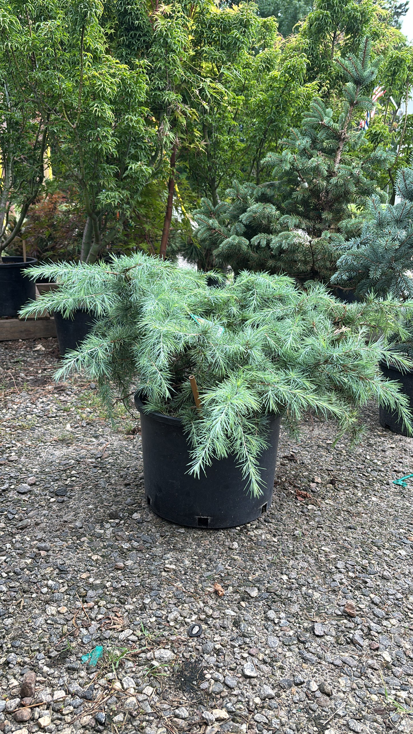 Cedrus deodora 'Snow Sprite'