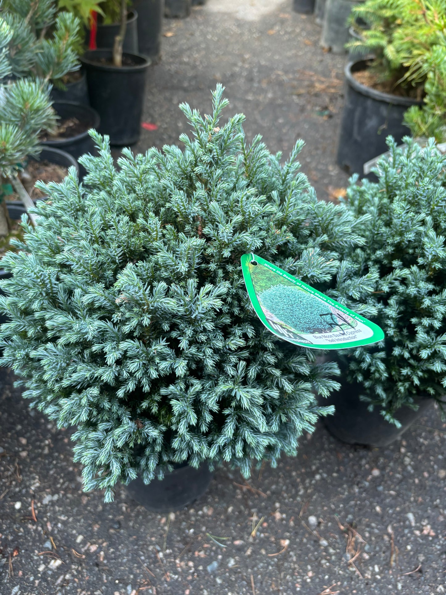 ‘Blue Moon’ Sawara Cypress