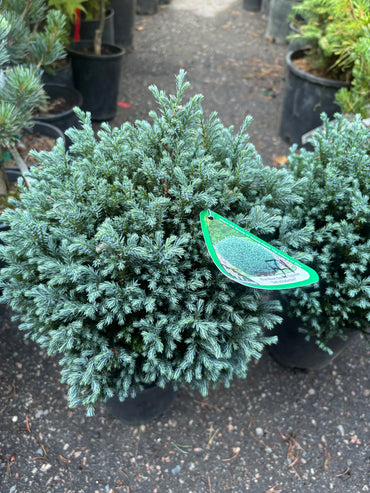 ‘Blue Moon’ Sawara Cypress