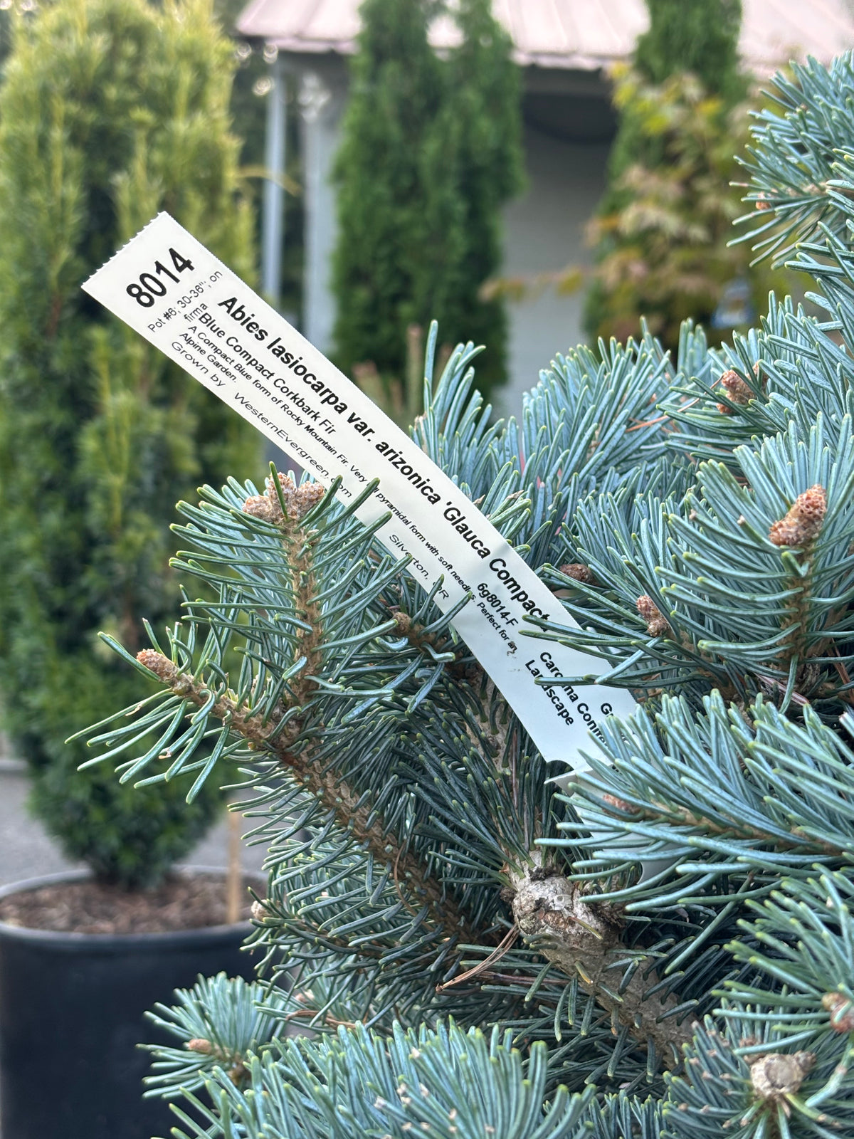Abies lasiocarpa arizonica 'Glauca Compacta' Rocky Mountain Fir (on Firma)