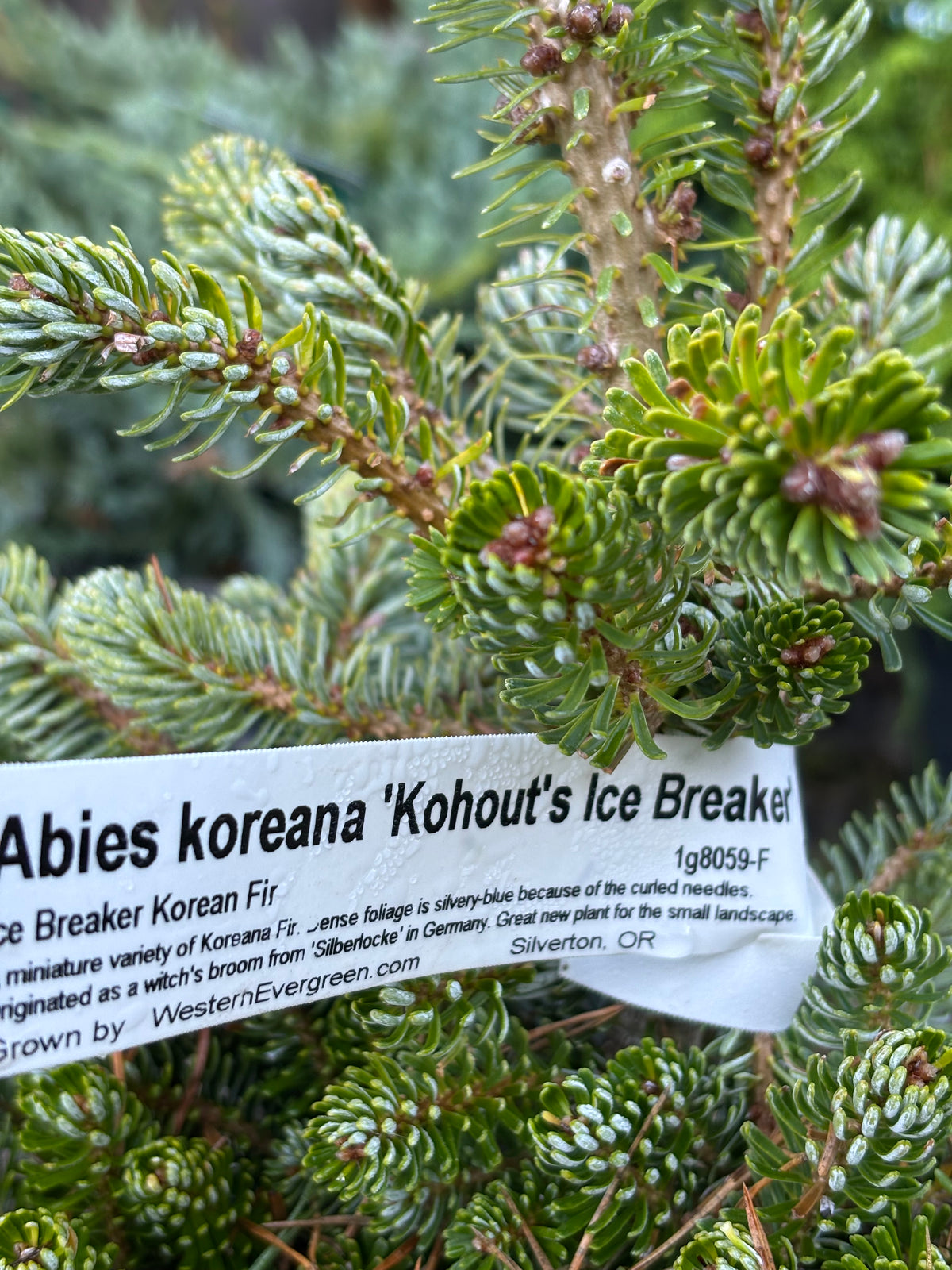 Abies koreana ‘Kohout’s Ice Breaker’