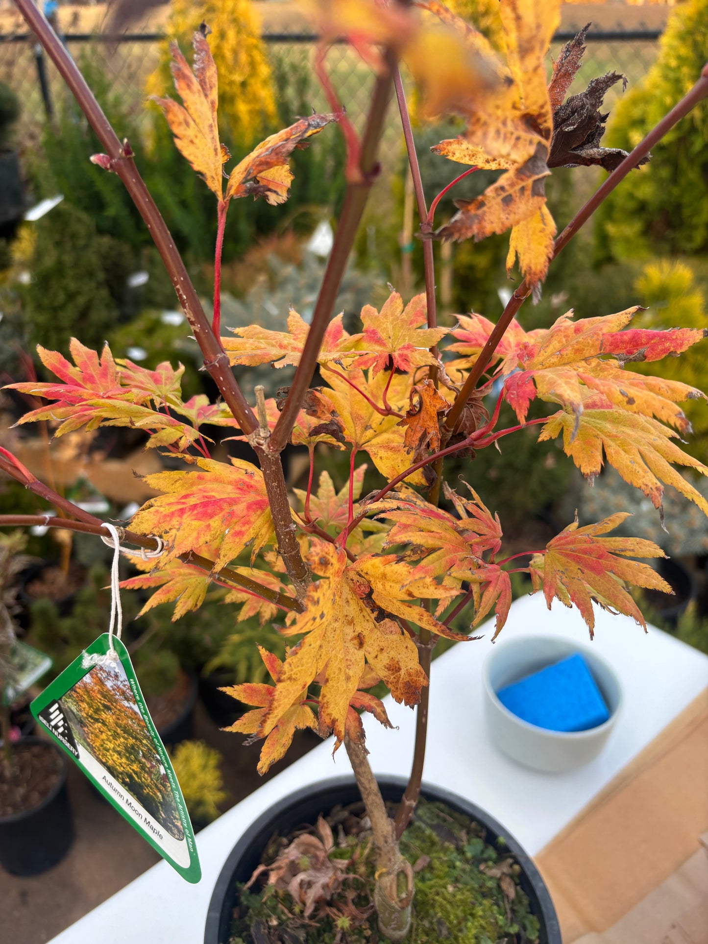 Acer shirasawanum 'Autumn Moon'
