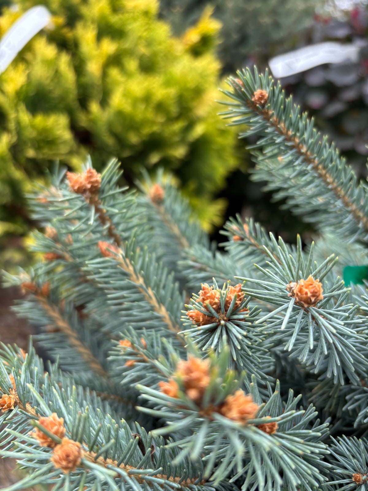 Picea pungens ‘Fat Albert’