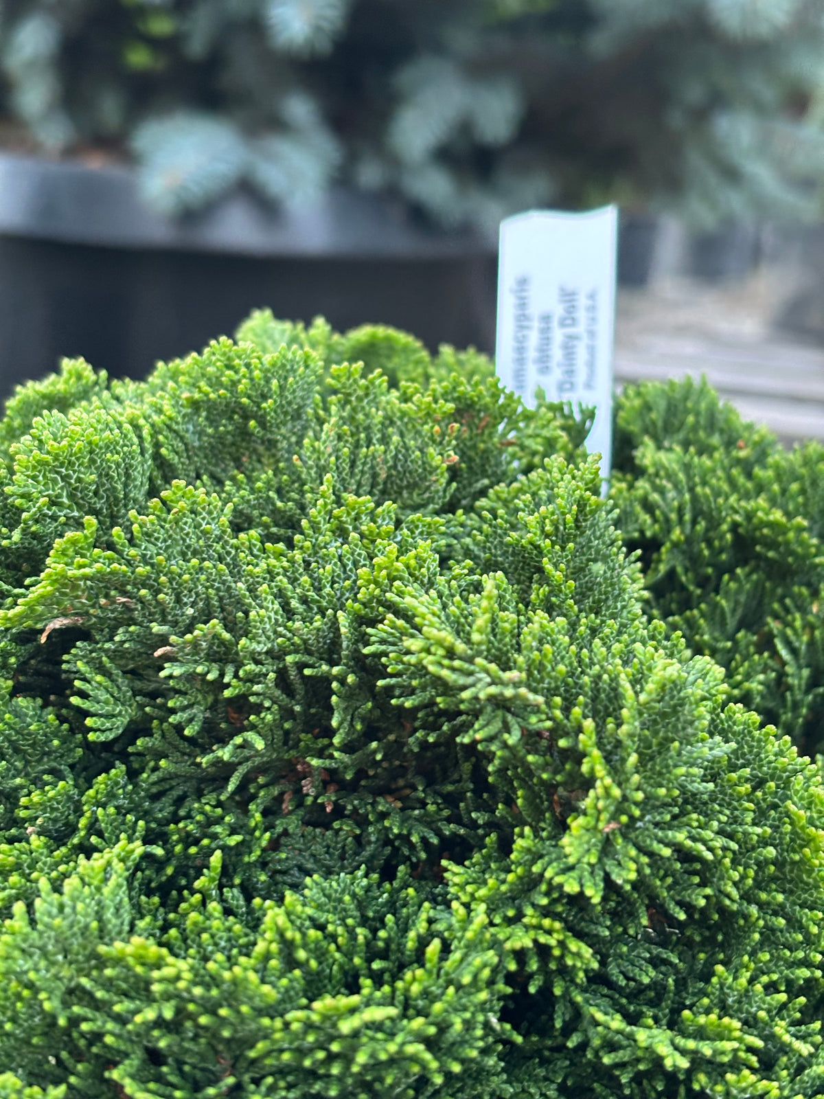 Chamaecyparis obtusa ‘Dainty Doll’