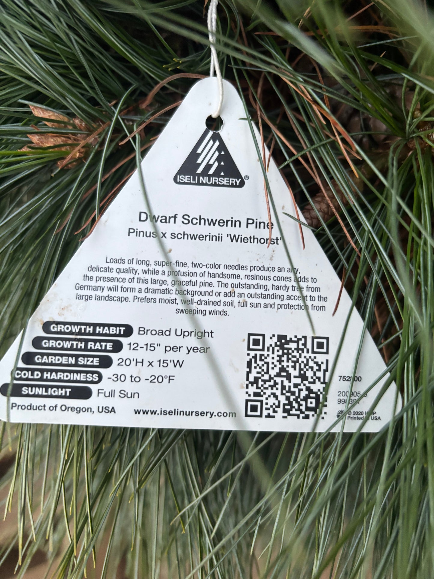 Pinus x schwerinii ‘Wiethorst’