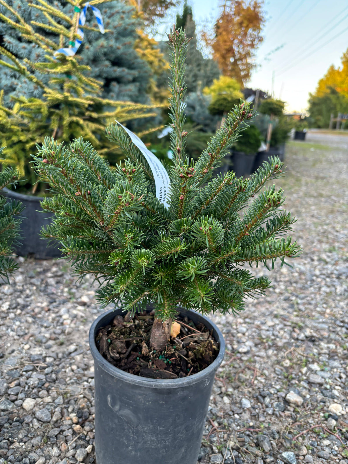 Hupp’s Perfect Pillar Nordmann Fir