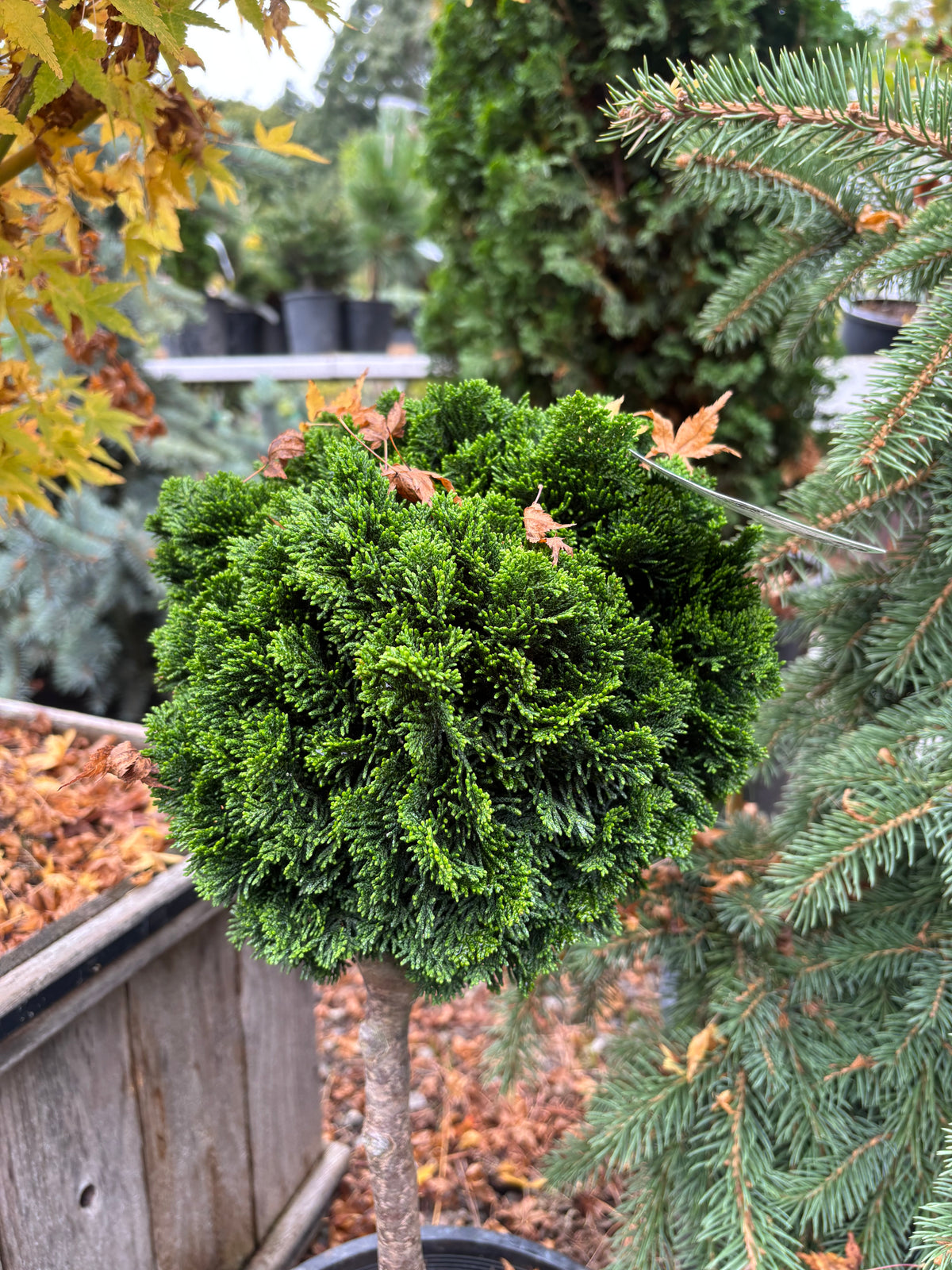 Chamaecyparis obtusa ‘Nana’