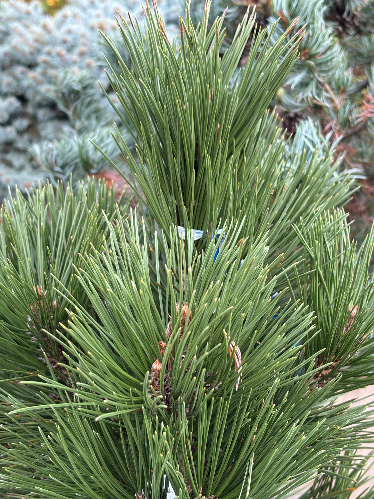 Pinus heldreichii (leucodermis) ‘Mint Truffle’