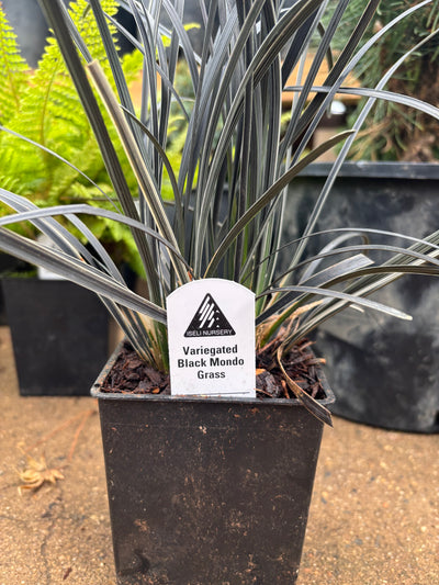 ‘Edge of night’ Black & White Variegated Mondo grass