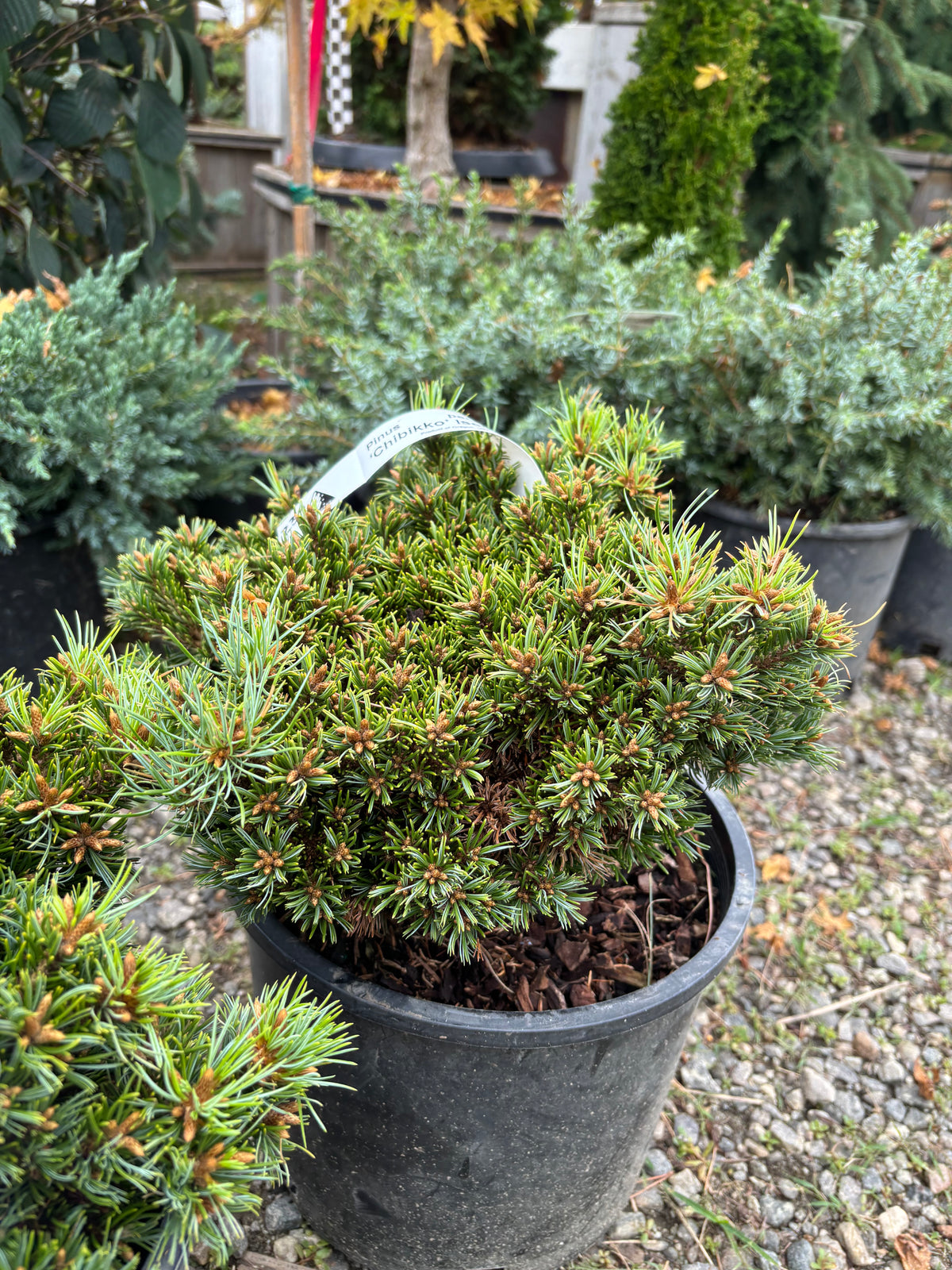 Pinus parviflora ‘Chibikko’