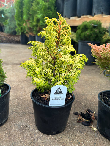 ‘Melody’ Hinoki Cypress (Chamaecyparis obtusa)