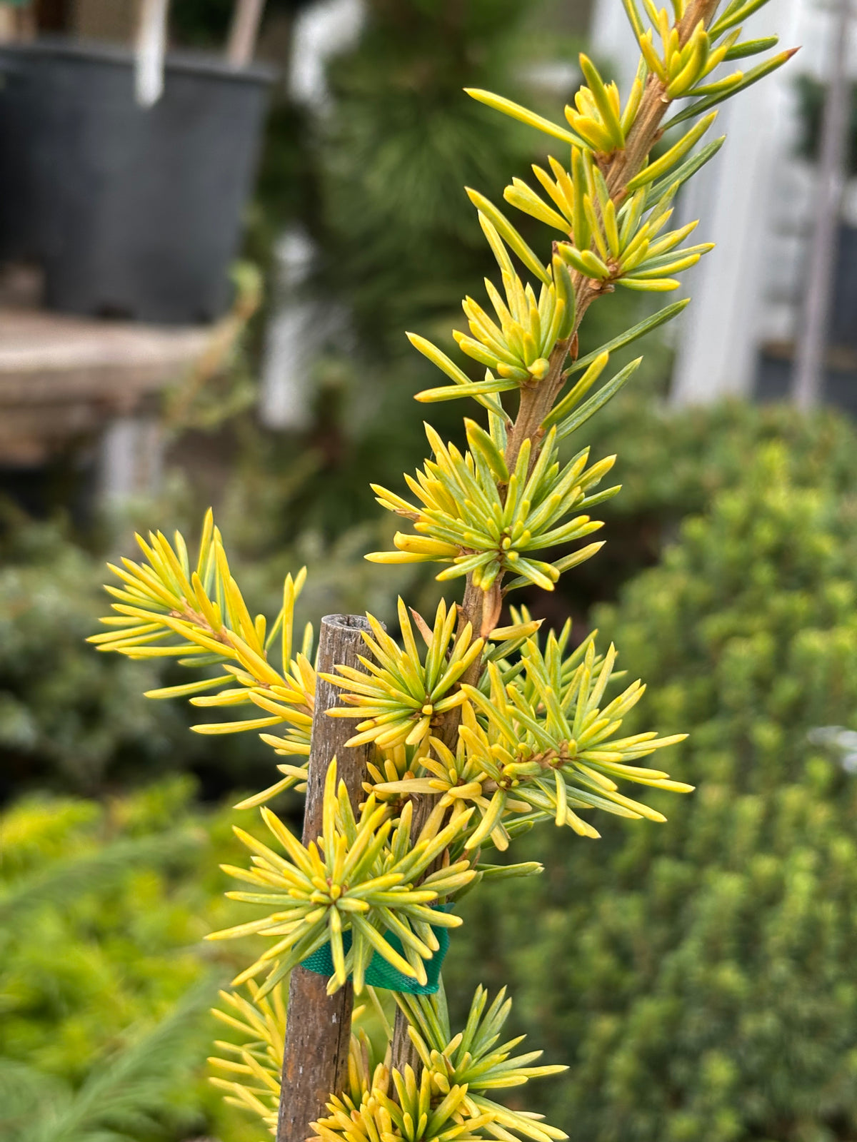 Cedrus atlantica ‘Aurea’