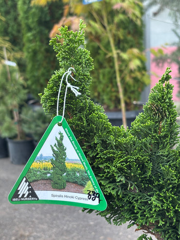 Chamaecyparis obtusa ‘Spiralis’
