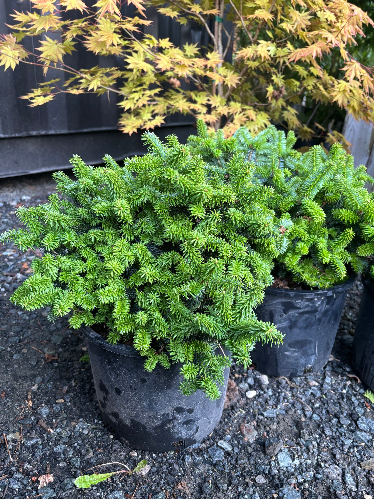 Piccolo Dwarf Balsam Fir