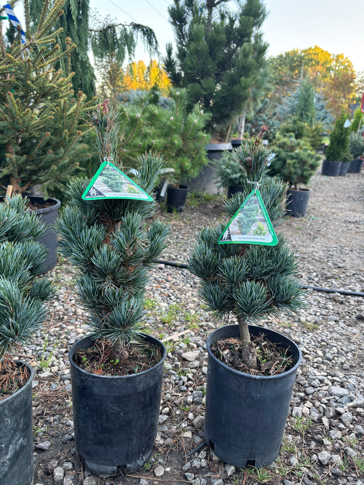 Pinus parviflora ‘Aoi’