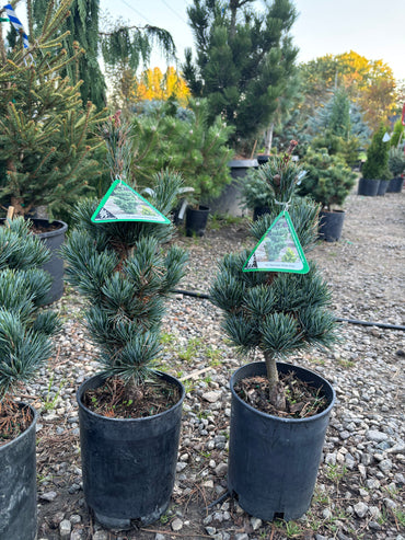 Pinus parviflora ‘Aoi’