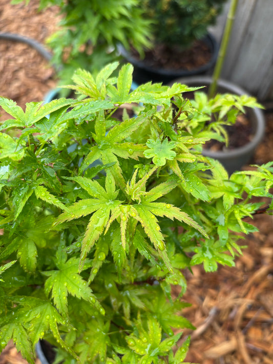 Acer palmatum ‘Sharp’s Pygmy’