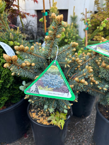 Picea pungens ‘Globosa’ Dwarf Globe Blue Spruce