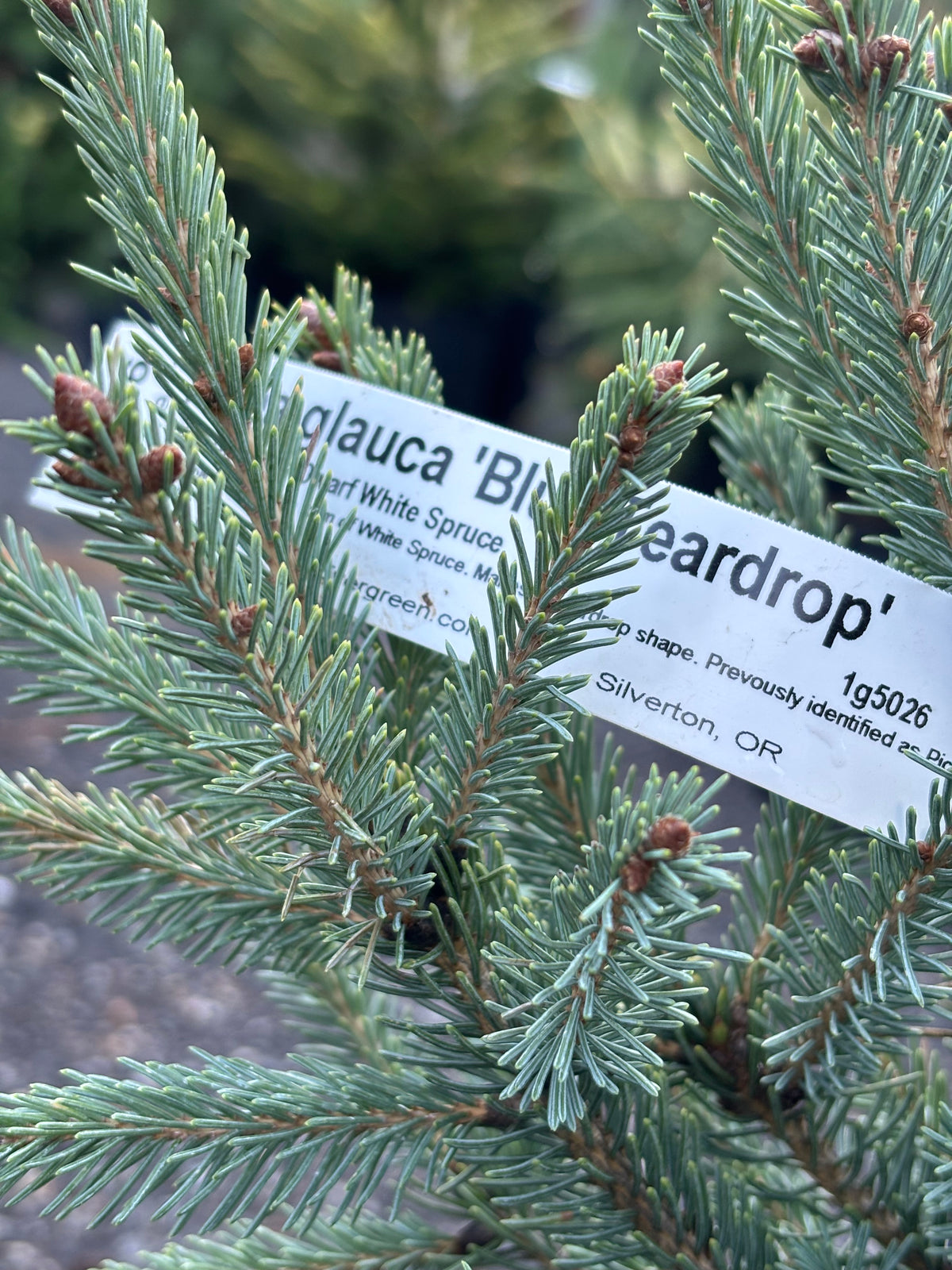 Blue Teardrop White Spruce