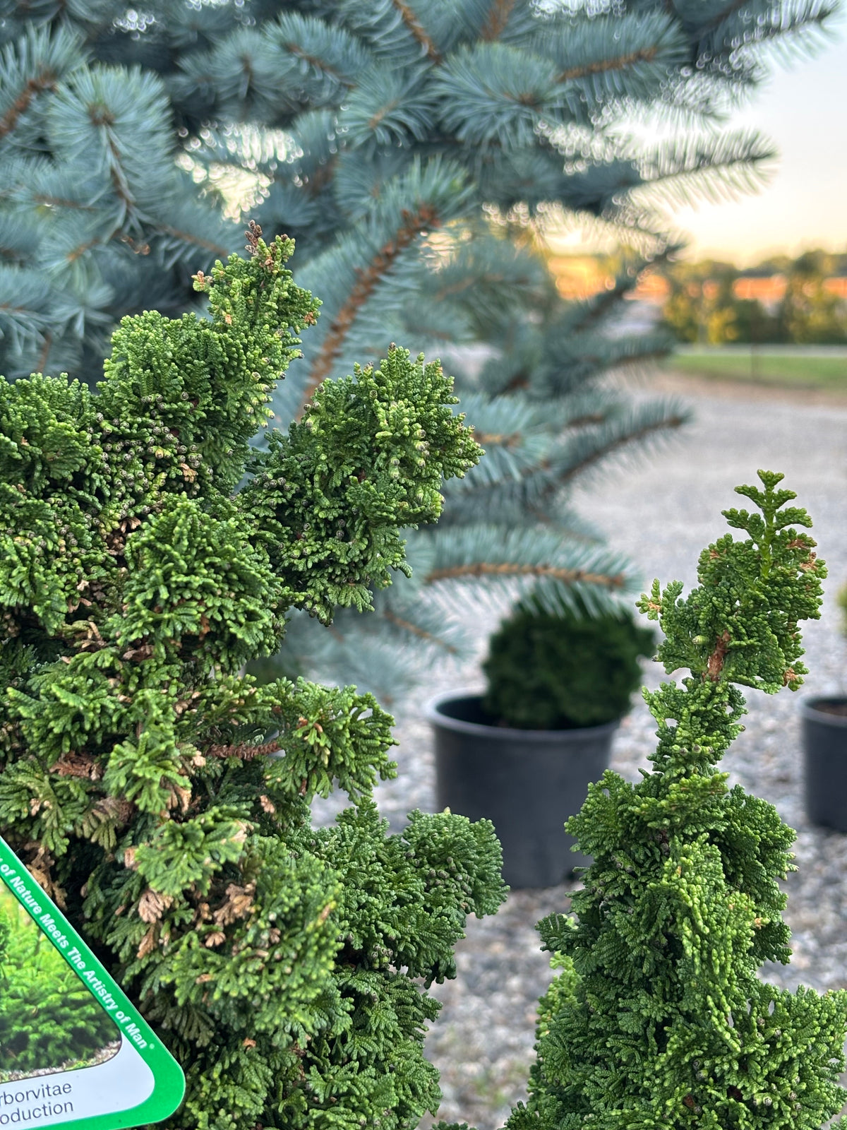 Thuja occidentalis ‘Primo’