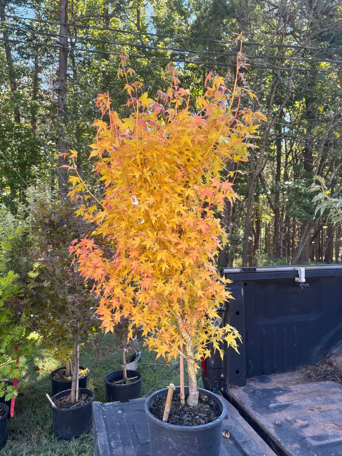 Acer palmatum 'Bihou'