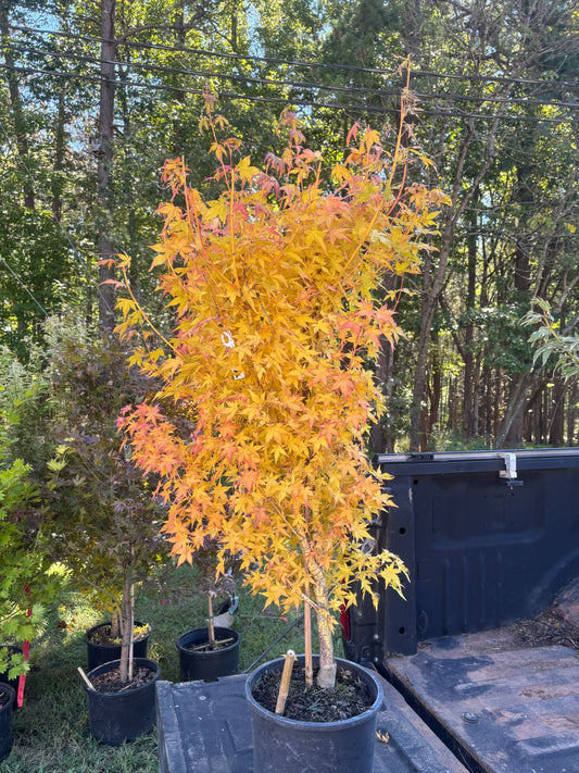 Acer palmatum 'Bihou'