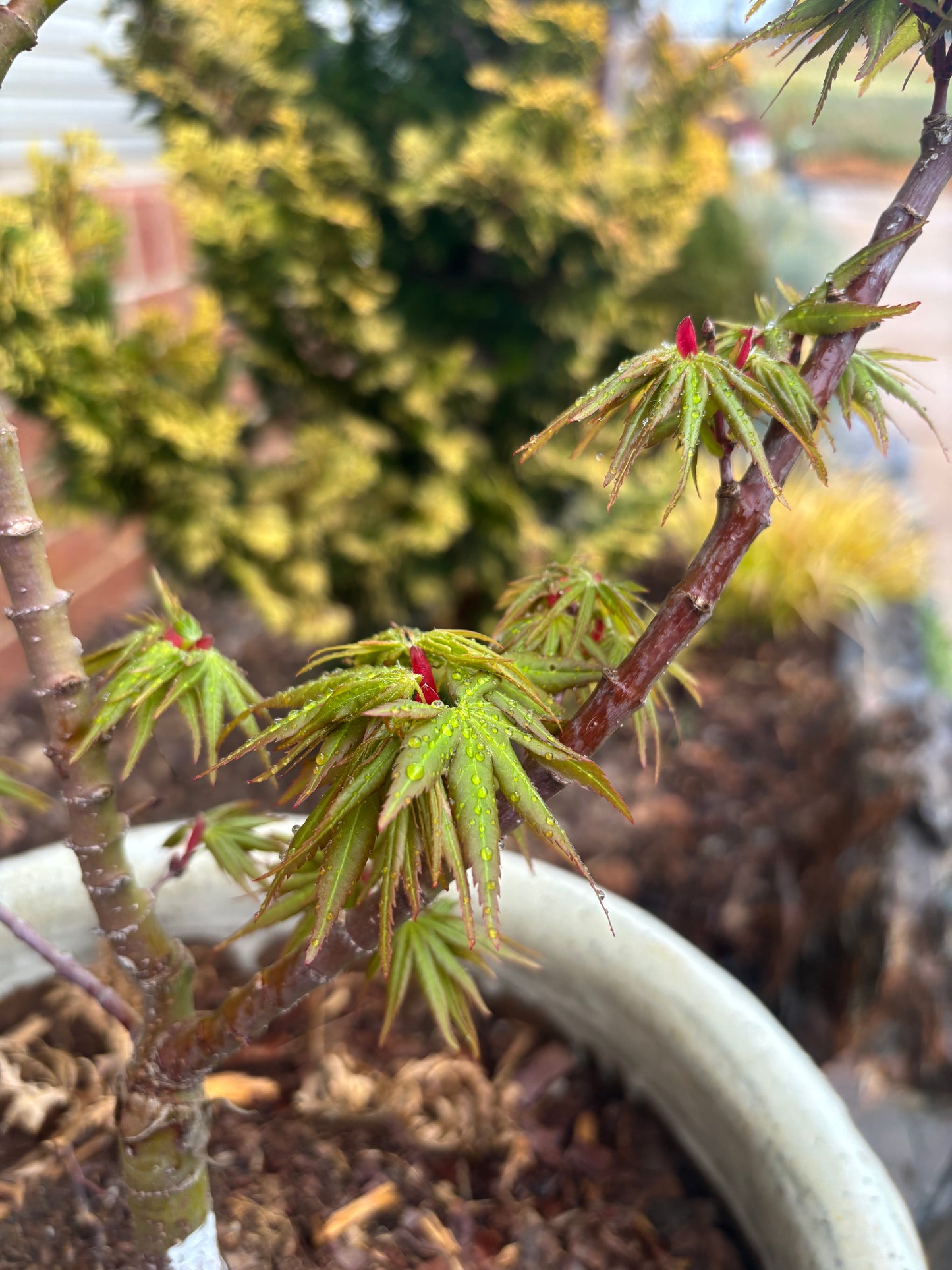 Acer palmatum 'Mikawa Kaen'