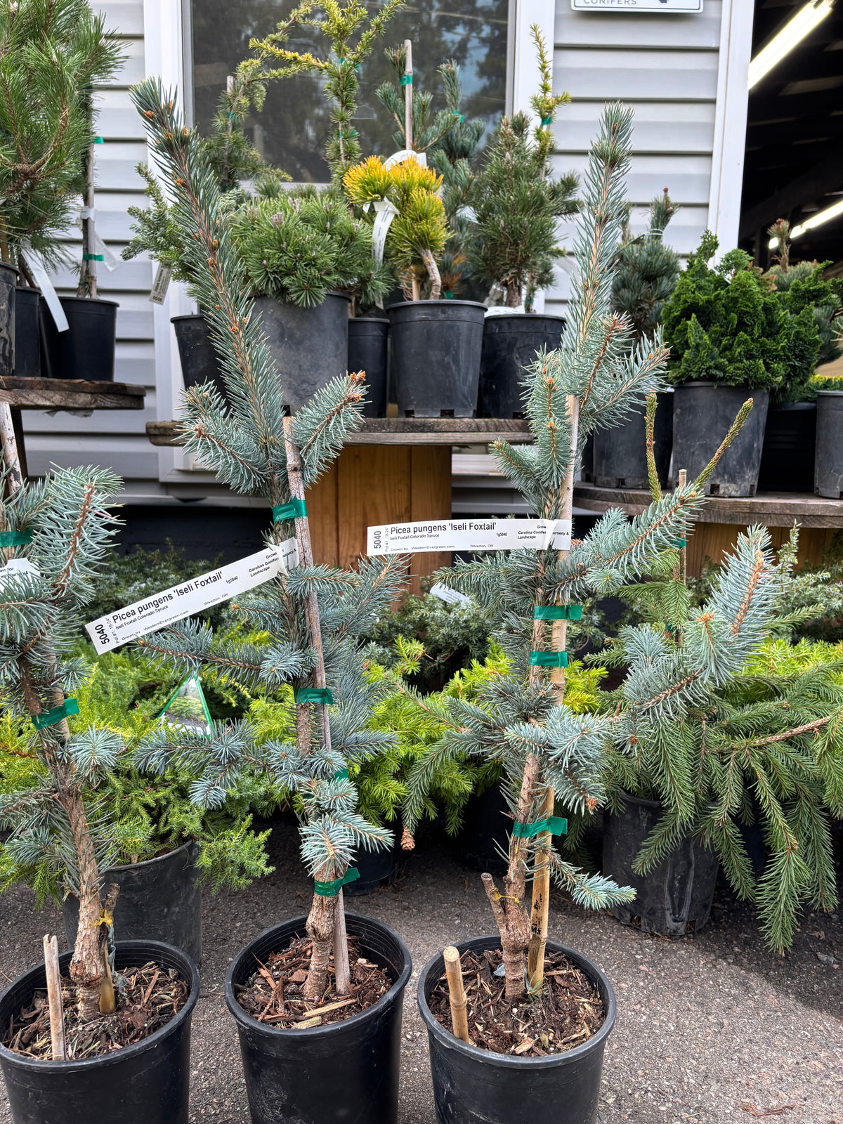 Picea pungens ‘Iseli Foxtail’