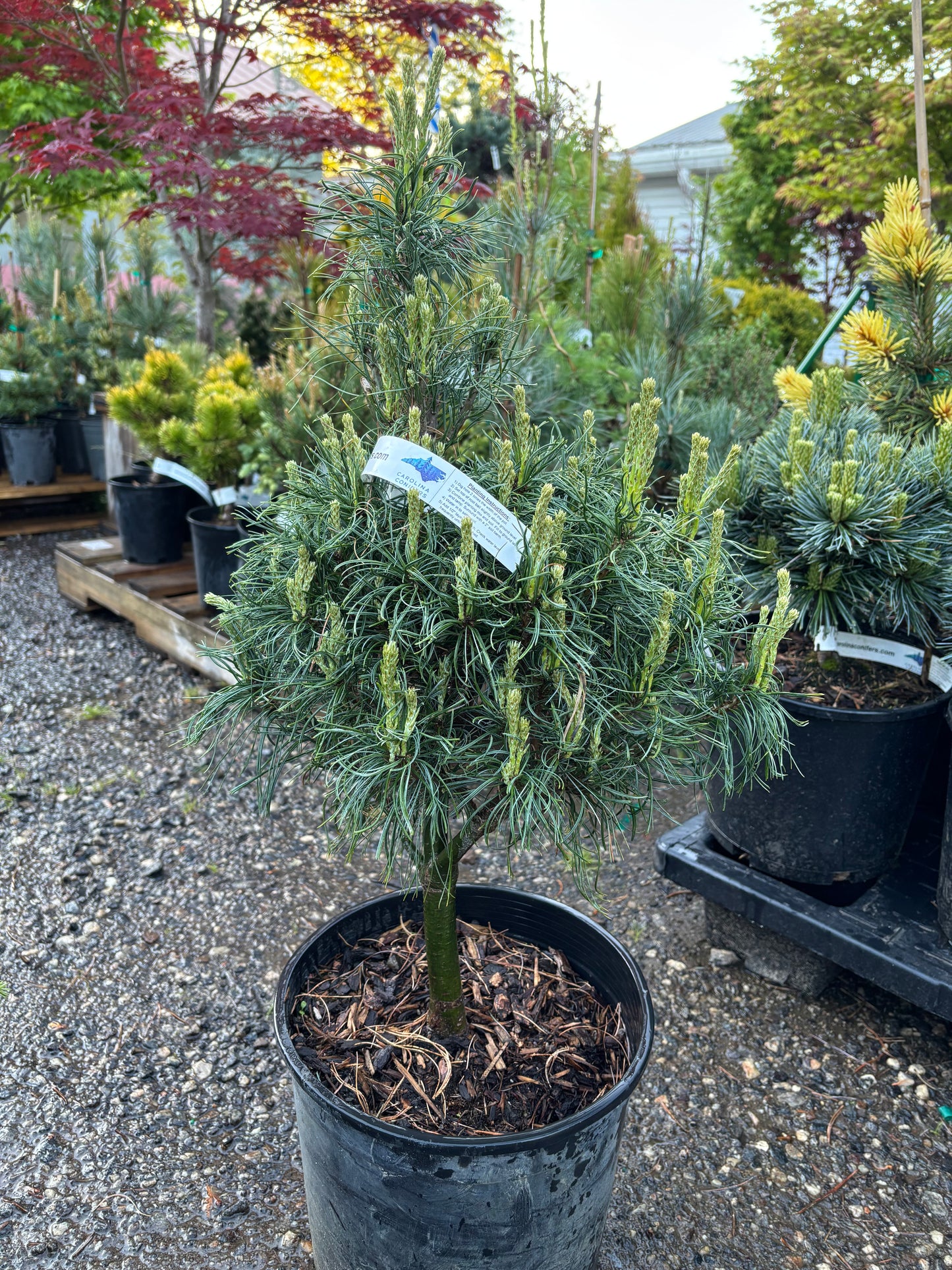 Pinus strobus 'Tiny Kurls'